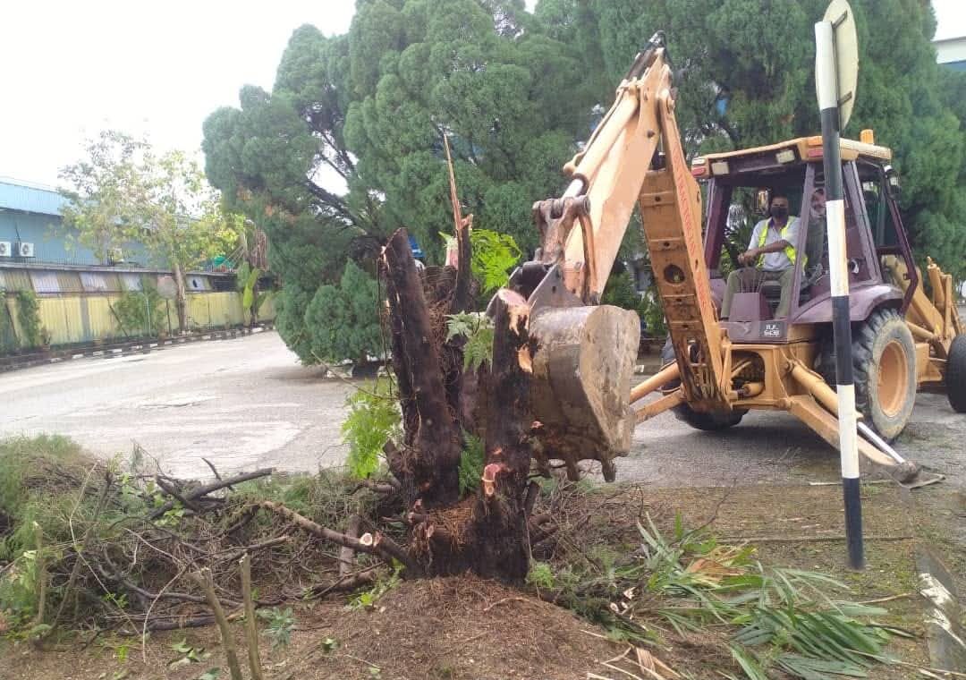 Stump Grinding Services Malaysia: Why Removing Tree Stumps Is Important
